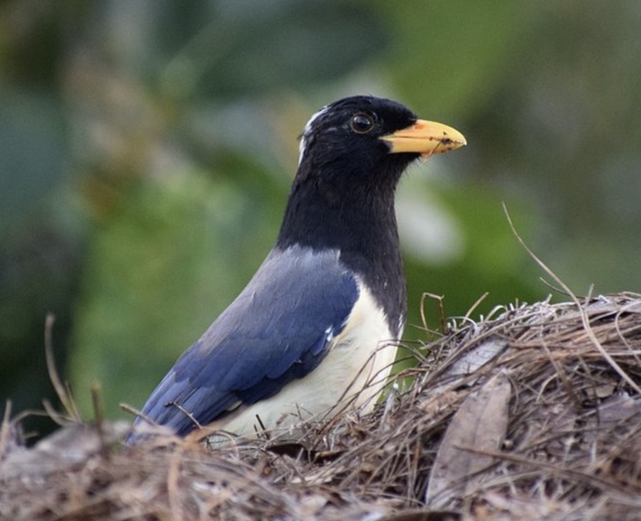  p>黄嘴蓝鹊(学名: i>urocissa flavirostris /i>)是鸦科,蓝鹊属的