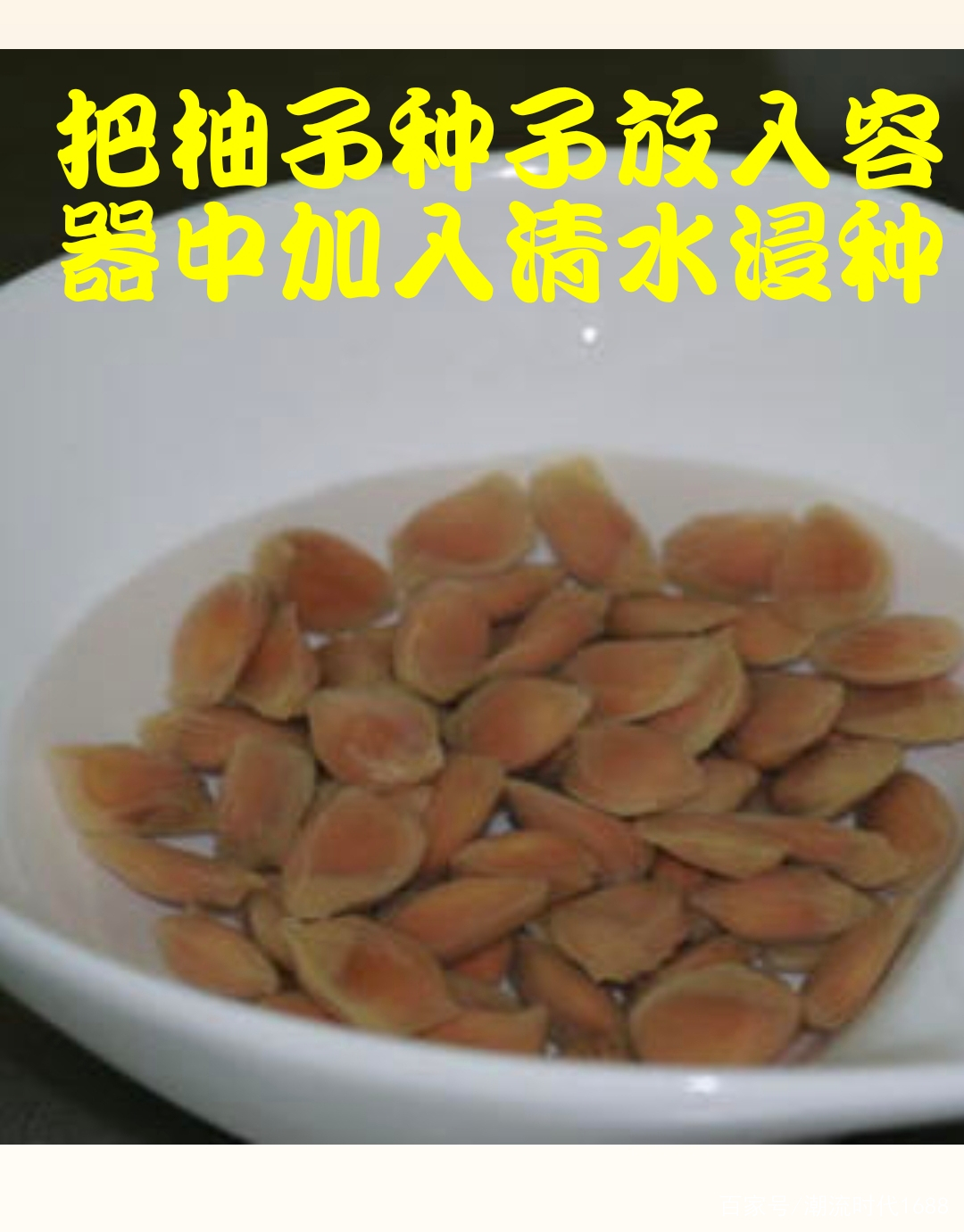 柚子种子怎么培育发芽，只要按照以下方法4～5天就可发芽_百科TA说
