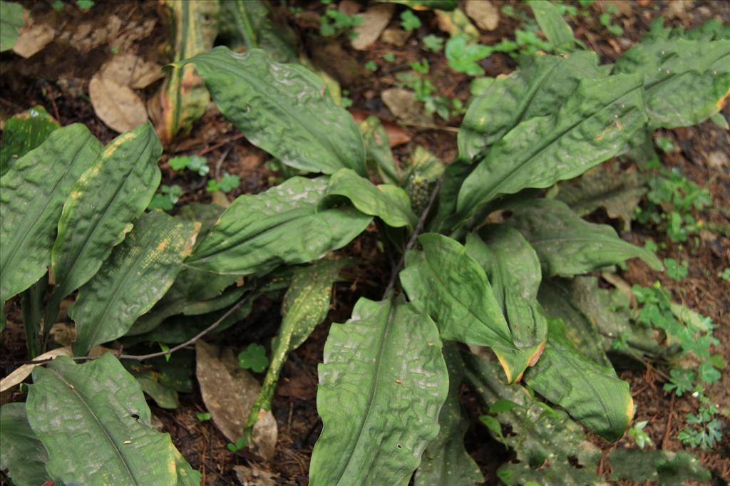  p>筒花开口箭(学名: i> tupistra delavayi  /i>franch i>.