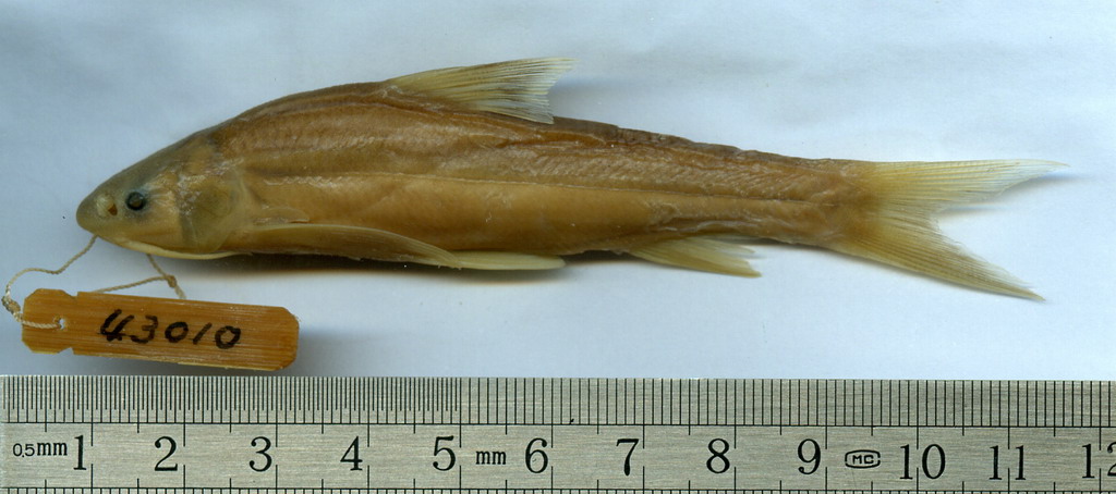  p>圆口铜鱼(学名: i>coreius guichenoti /i>)是鲤科,铜鱼属鱼类.