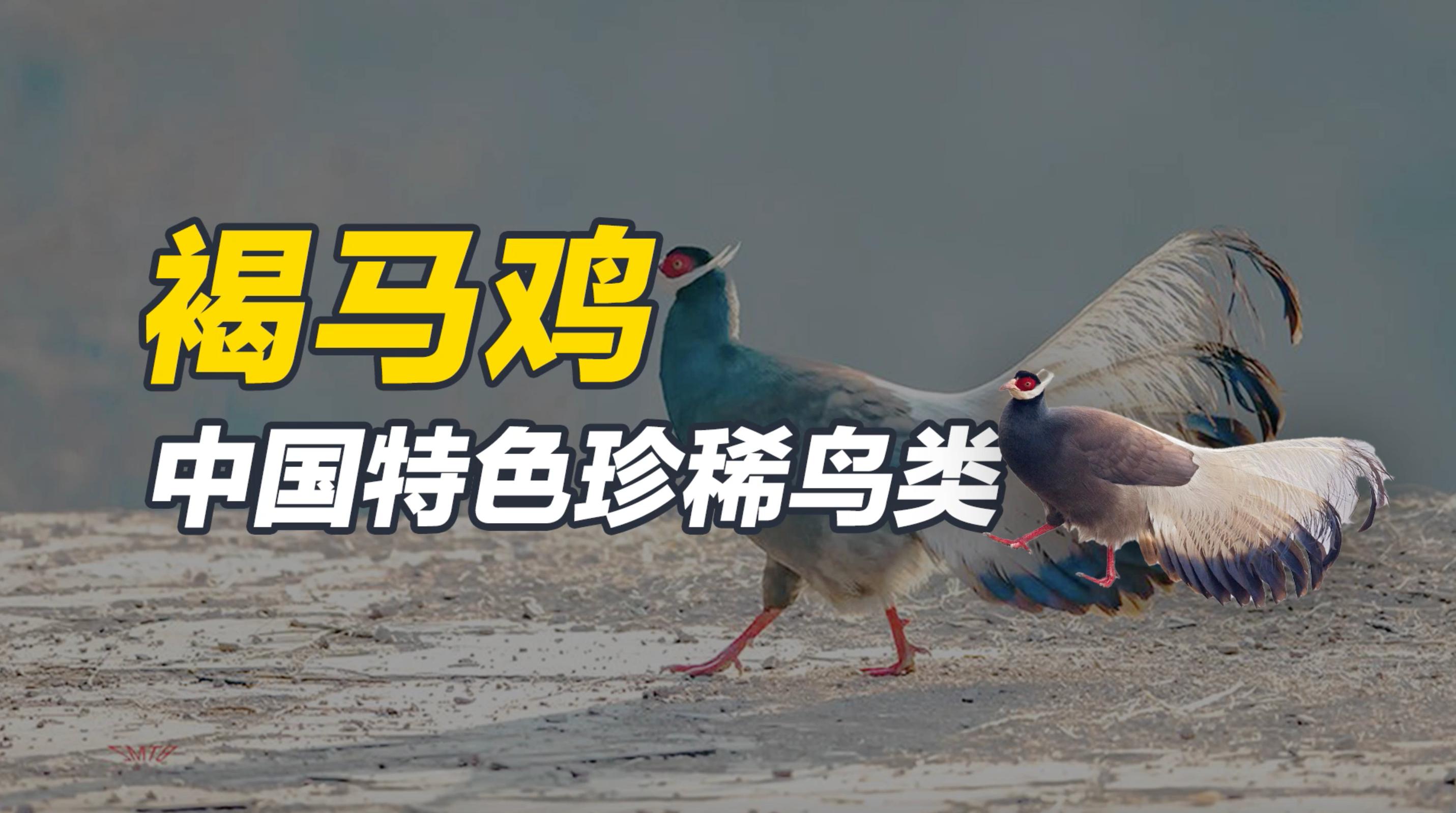 褐马鸡,中国特色珍稀鸟类