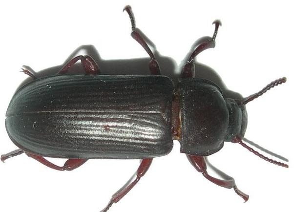  i>tenebrio molitor /i>)为拟步甲科粉甲属昆虫,亦称面包虫,面条虫