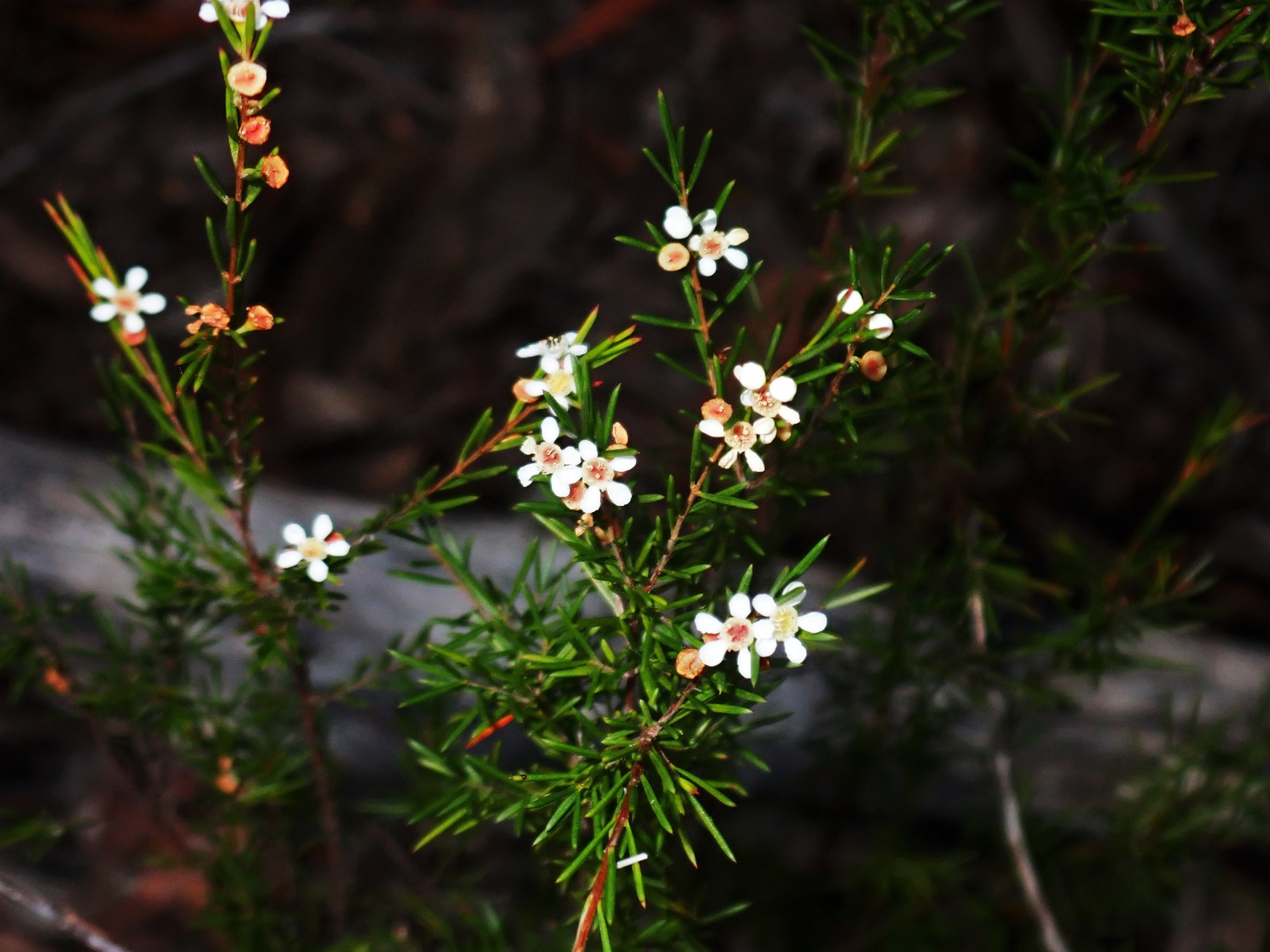 是桃金娘科岗松属的小乔木或灌木状植物.