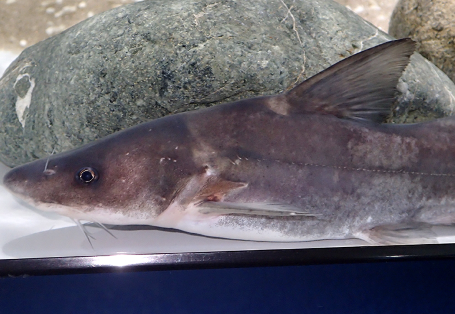  p>长吻鮠(学名: i>leiocassis longirostris /i>)是鲿科,鮠属鱼类.