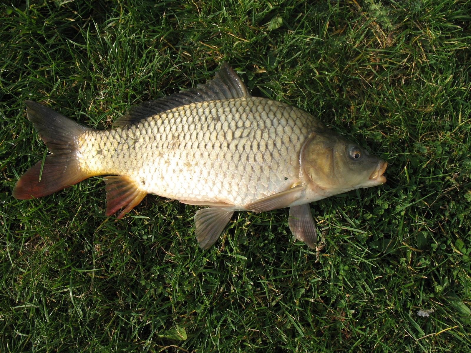  p>鲤(学名: i>cyprinus carpio /i>)是鲤科,鲤属鱼类.