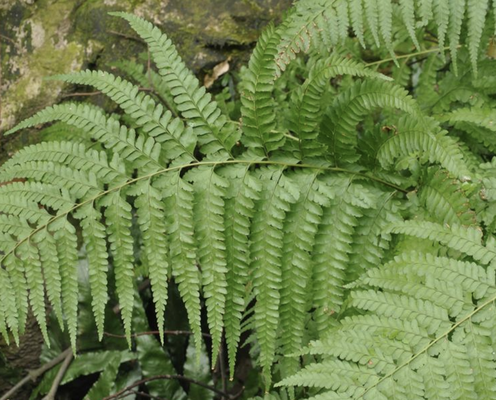  p>粗毛鳞盖蕨(学名: i>microlepia strigosa /i>  (thunb.) c.