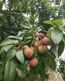 黑叶荔枝_百度百科