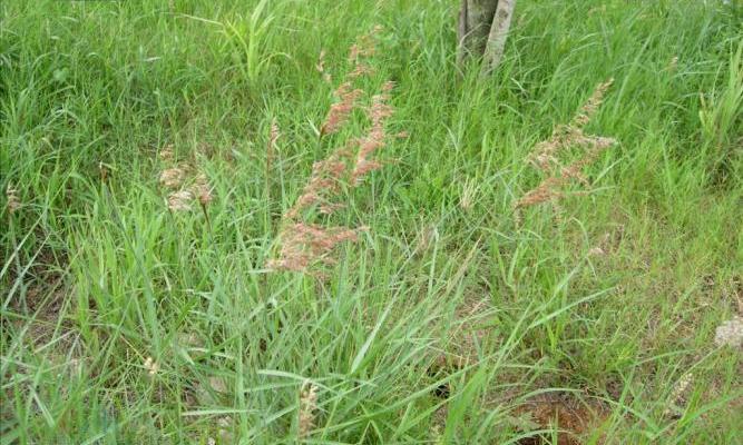  p data-id="gnb1hce2gd">红毛草属(学名:rhy