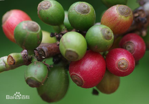  p>大粒咖啡海南个体002是一种茜草科,咖啡属植物. /p>