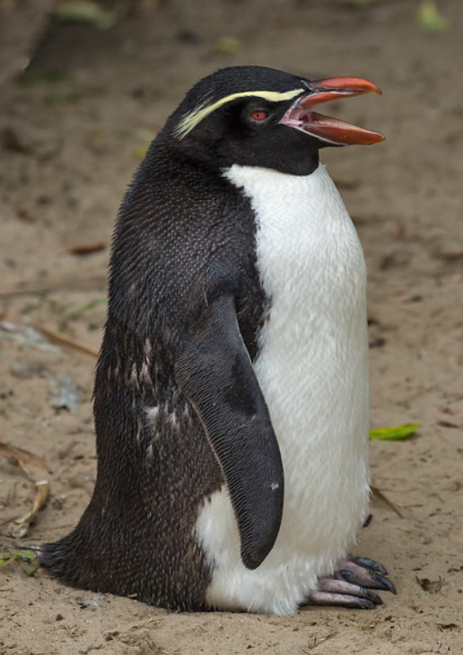 snares islands penguin
