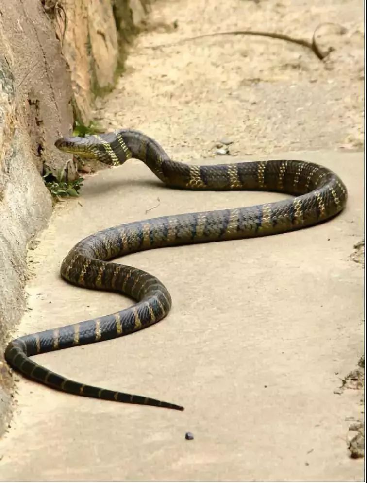  i>ophiophagus hannah /i>)为眼镜蛇科眼镜王蛇属的大型前沟牙类毒蛇