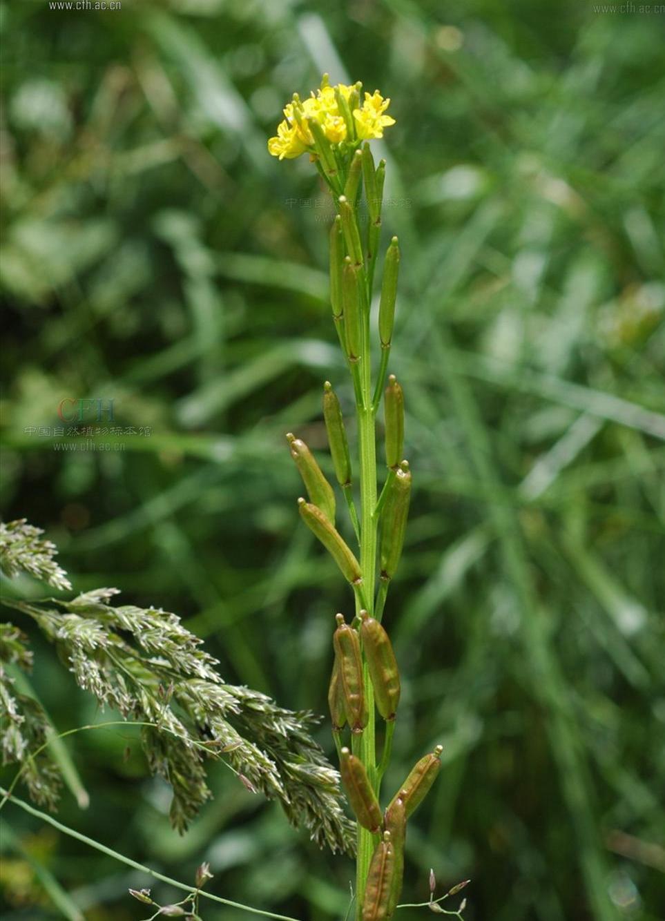 高蔊菜