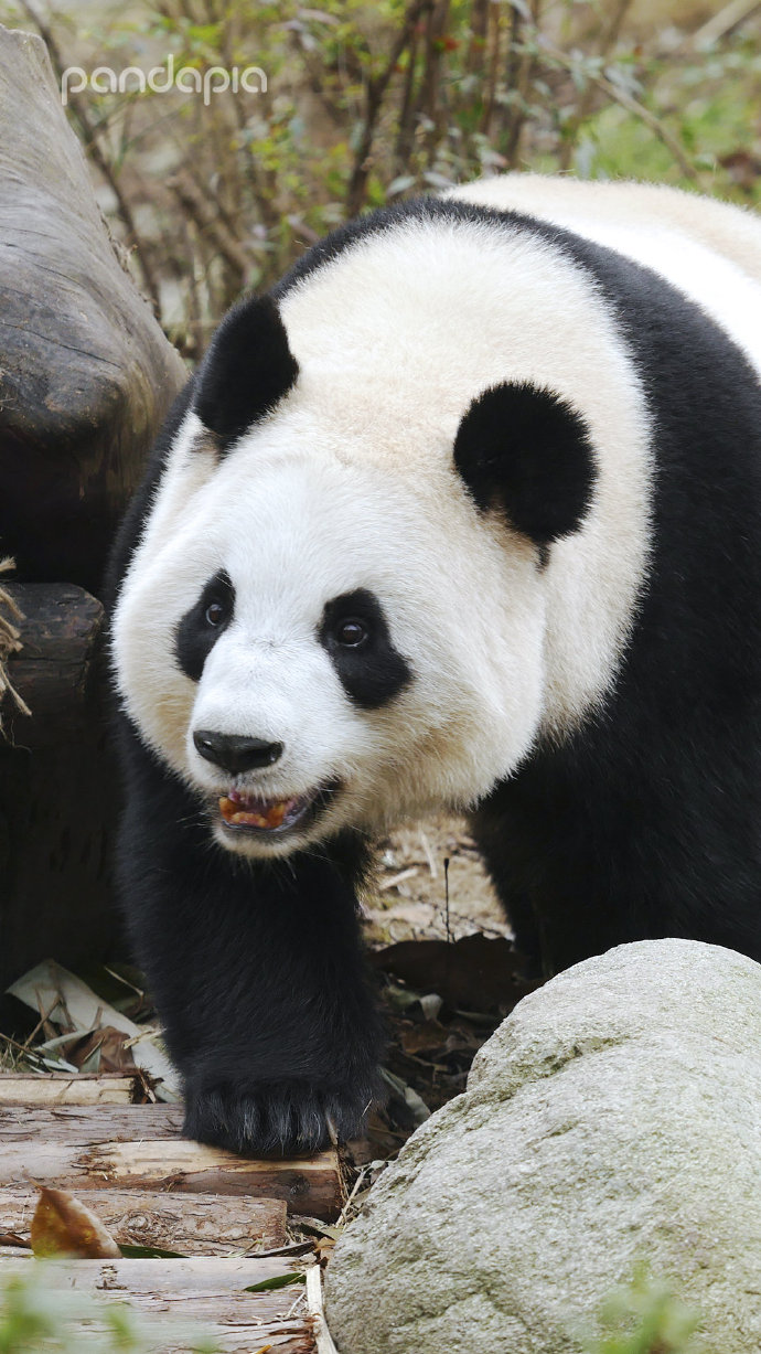  p data-id="tlpl7h5ffoce">文莉,雌性大熊猫,谱系号761.