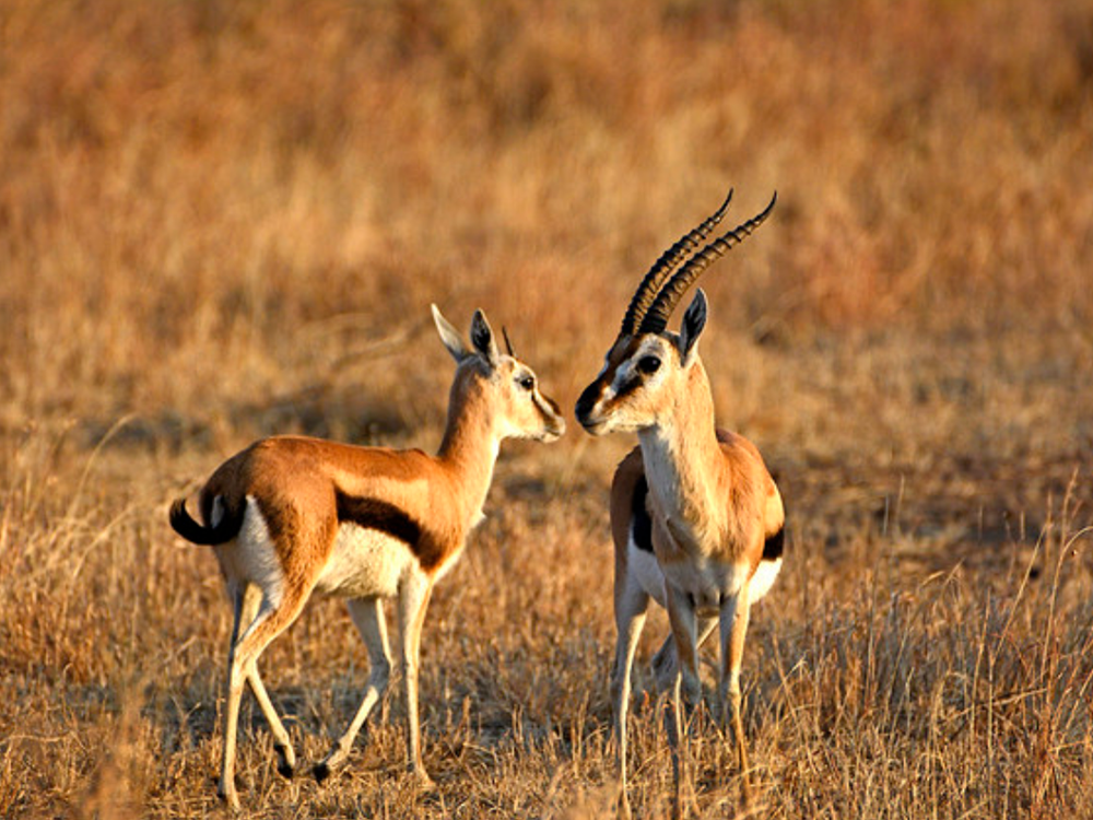  p>赤额瞪羚(学名: i>eudorcas rufifrons /i>):是偶蹄目,牛科,瞪羚属