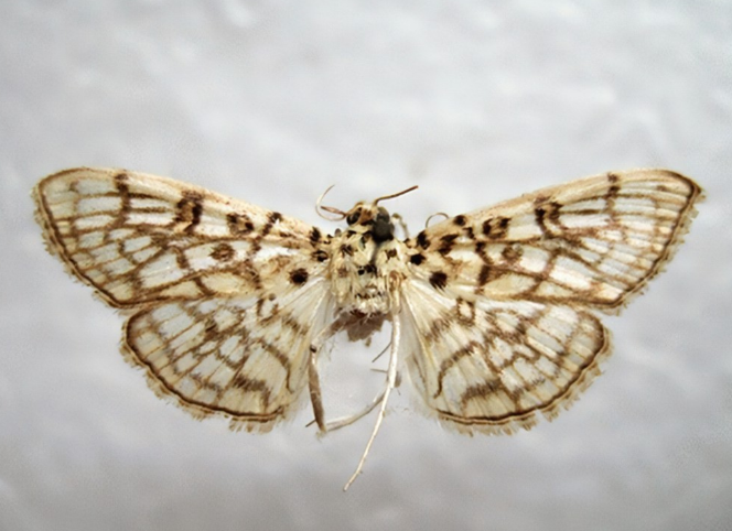 liu et bae,1994)是 a target="_blank" href="/item/卷蛾科/6243915"