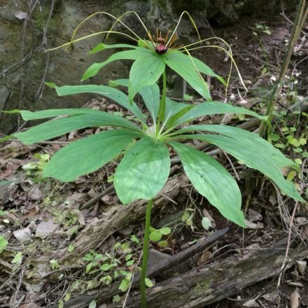 七叶一枝花（藜芦科重楼属植物）_百度百科