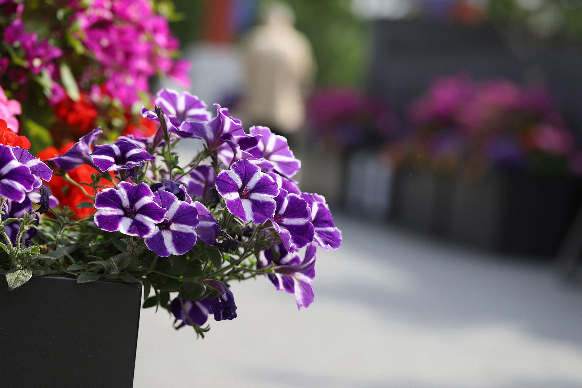  p>碧冬茄(学名: i>petunia hybrida /i> vilm.