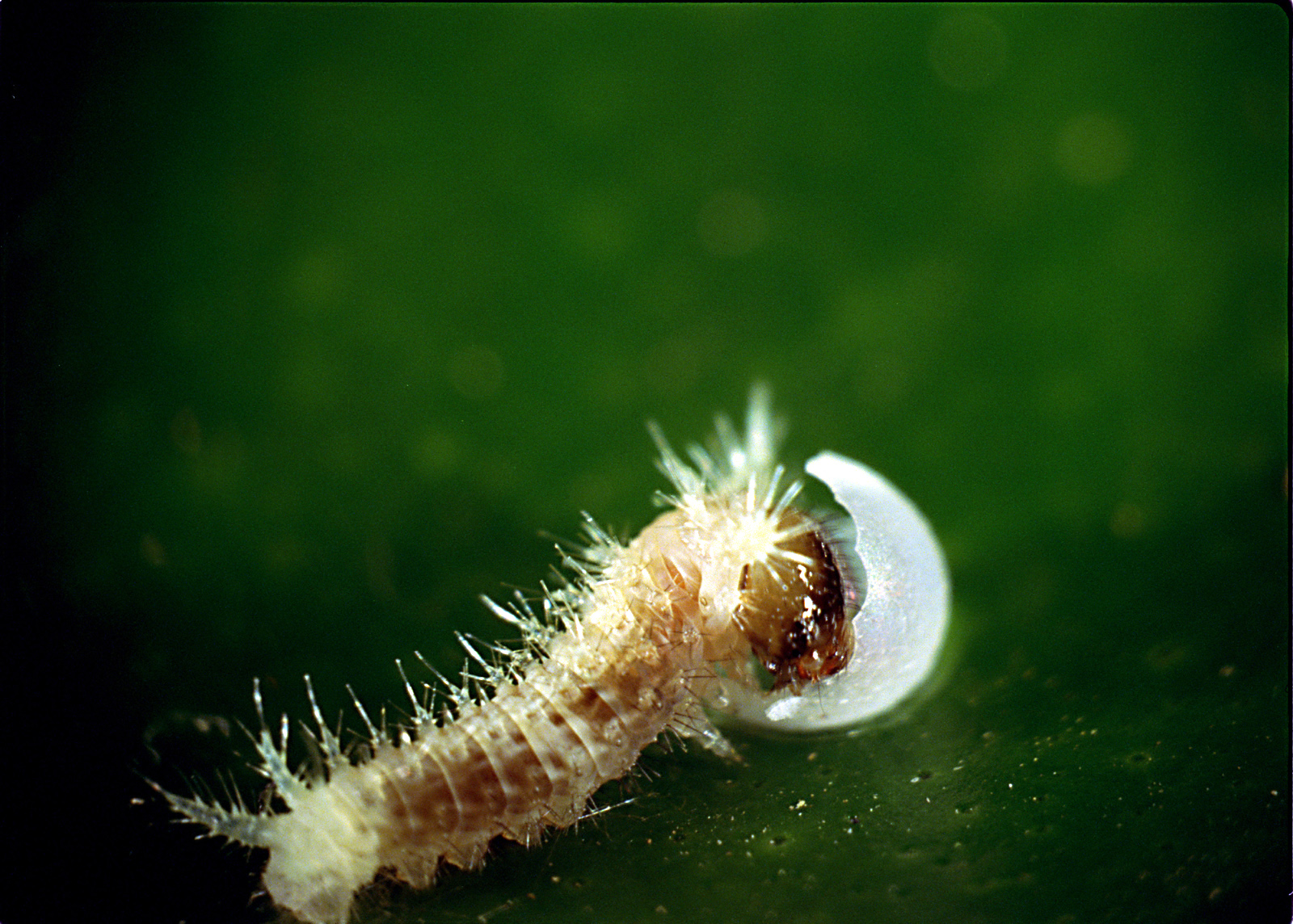 bugs!: a rainforest adventure