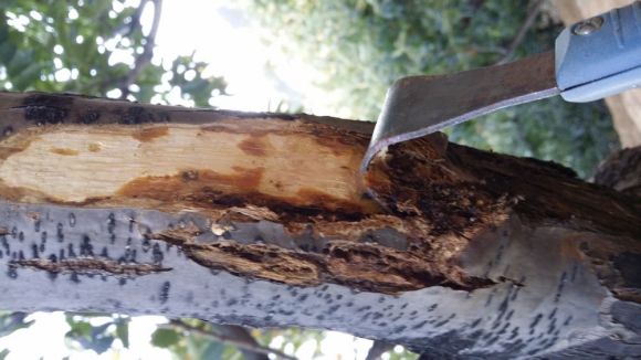  p>板栗疫病又称干枯病,胴枯病,溃疡病,是由栗疫菌侵染所引起的,发生