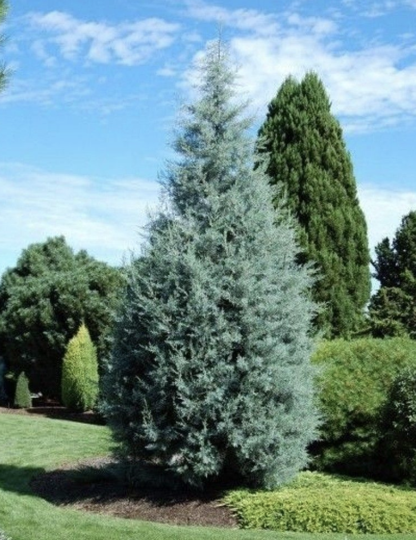  p data-id="tzkdj9thrvbl">蓝冰柏是柏科柏木属的常绿乔木树种,株型