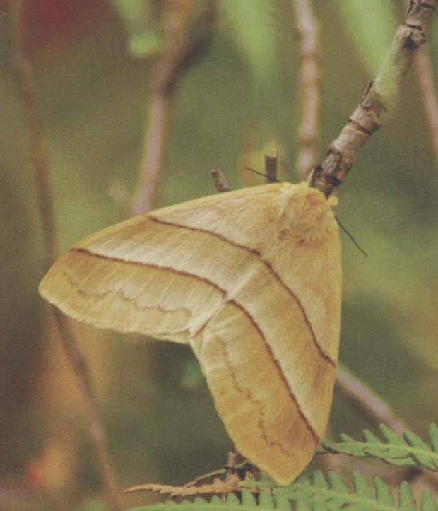 > (walker,1862), a target="_blank" href="/item/圆钩蛾科/8602053"