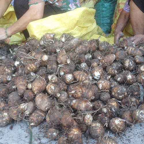 永定六月红早熟芋