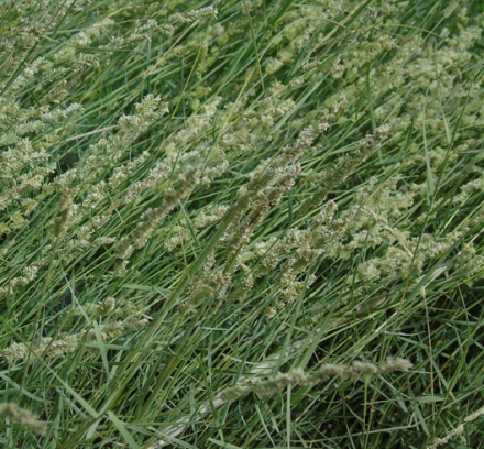 小獐毛（禾本科獐毛属植物）_百度百科