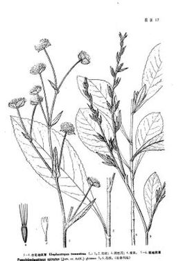 地胆草 你知道多少 百科ta说