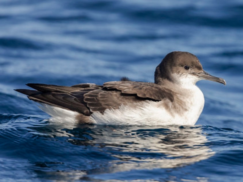  p>澳洲鹱(学名: i>puffinus huttoni /i>):鹱科,剪水鹱属海洋鸟类.