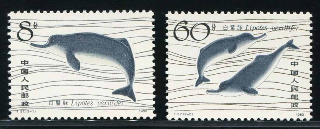 yangtze river dolphin