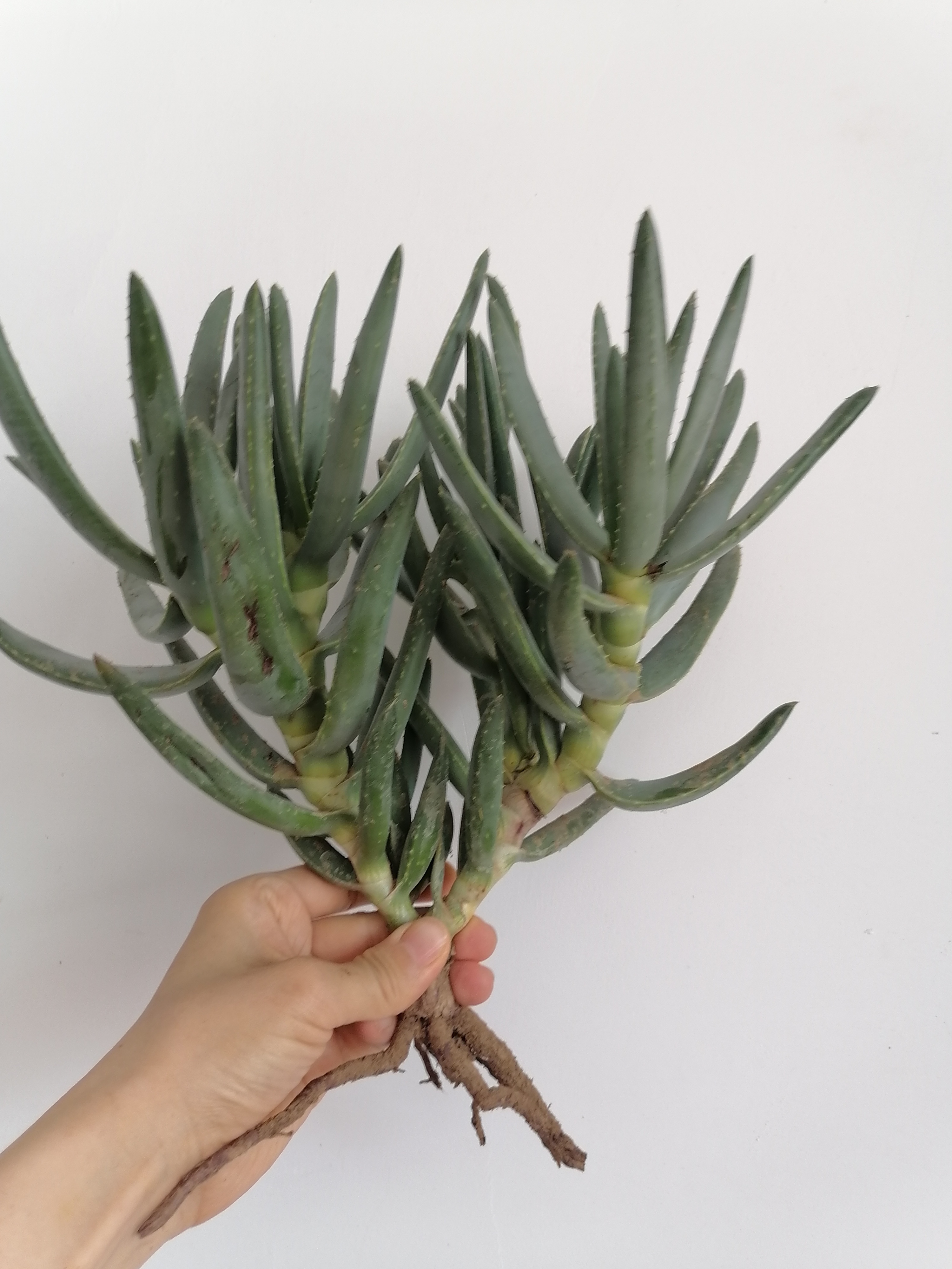 芦荟产地(什么地方产芦荟)