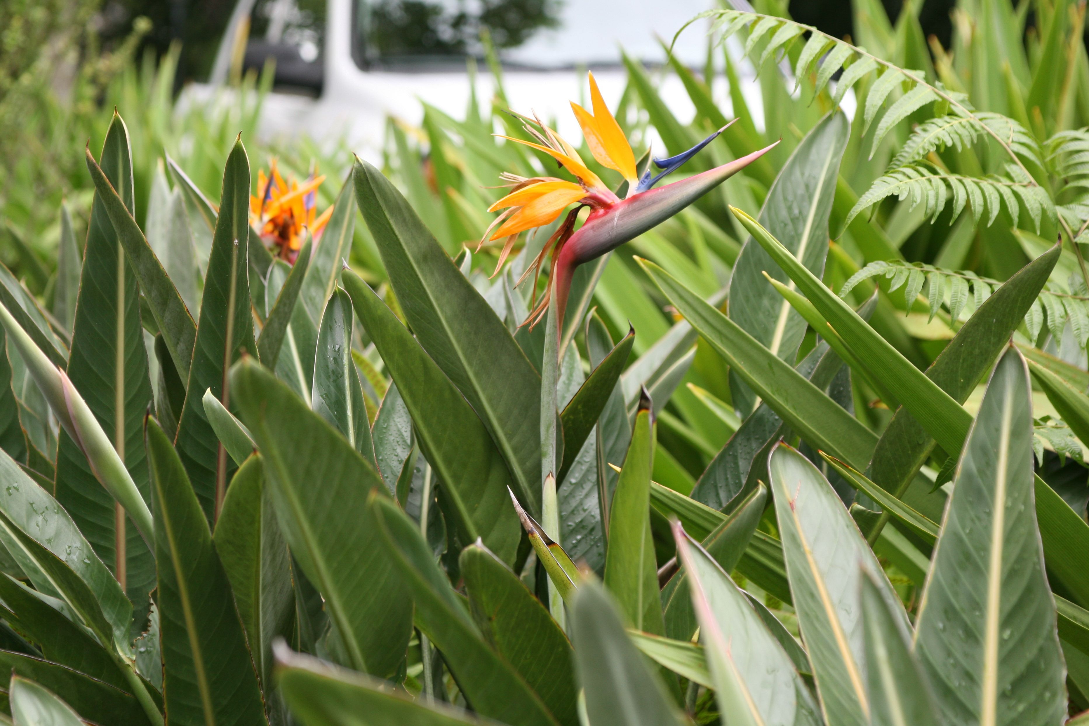  p>鹤望兰( i>strelitzia reginae /i> aiton)芭蕉科鹤望兰亚科 a