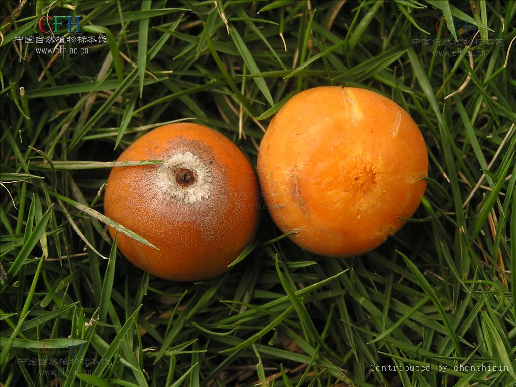  p>金山葵属,学名syagrus mart.