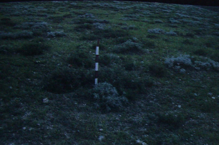  p> b>白毛多花蒿 /b>(学名:artemisia myrianthavar.