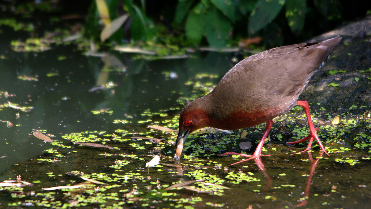  p>红胸田鸡(学名: i>porzana fusca /i>)是鹤形目秧鸡科的鸟类,共有4