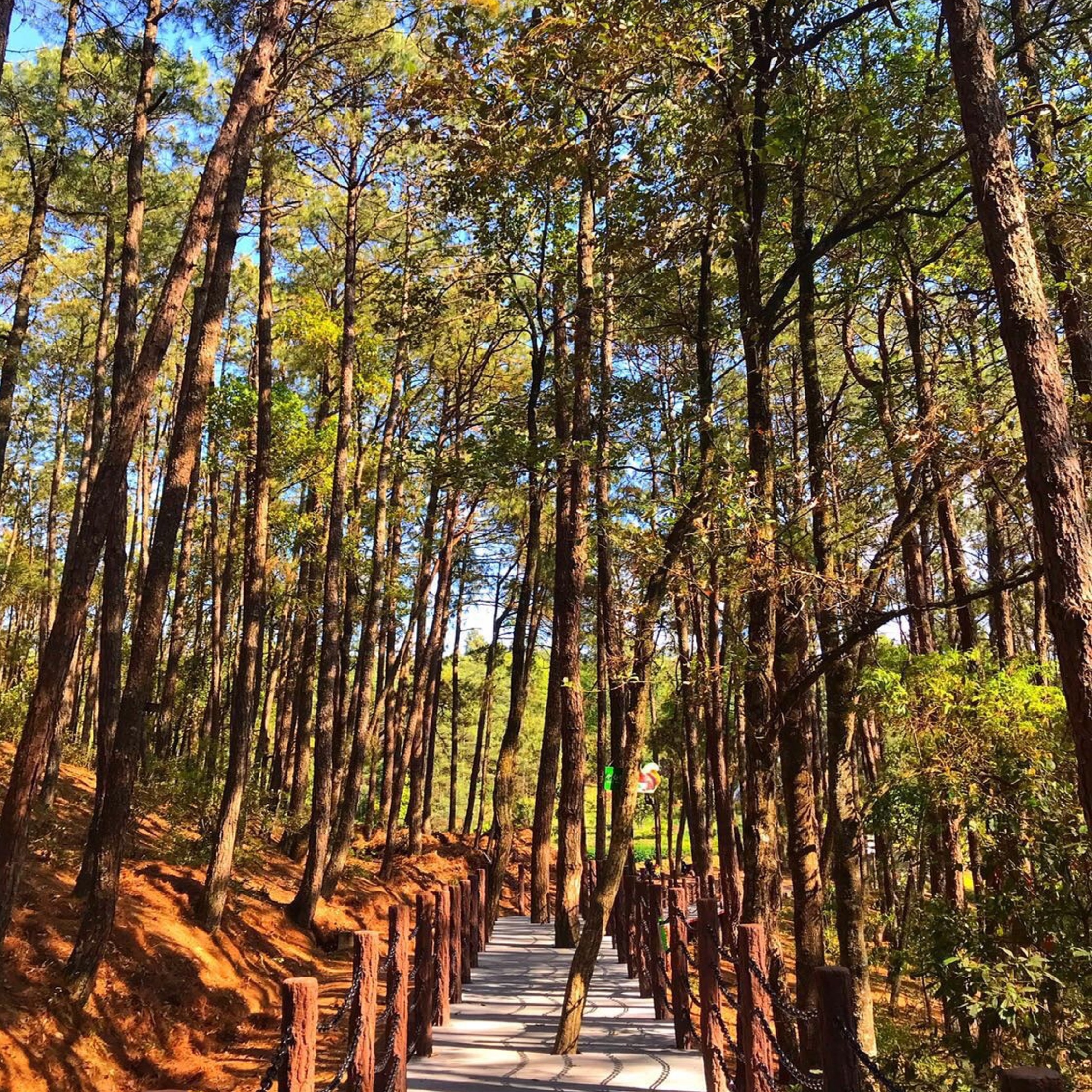  p>松山位于龙陵县腊勐乡境内,顶峰海拔2019.