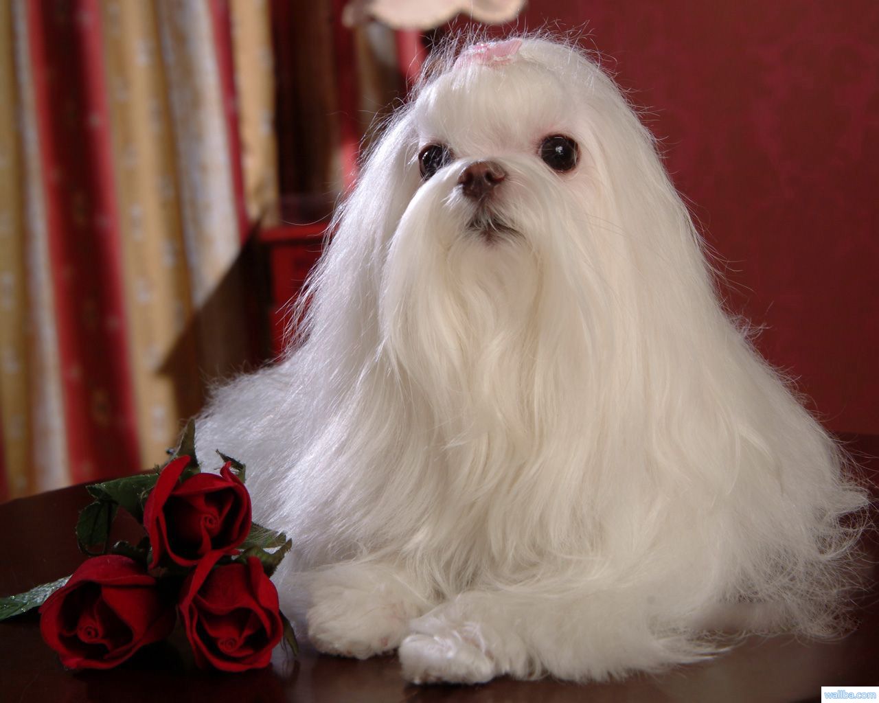 maltese dog