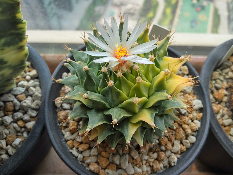  p>帝冠(obregonia denegrii )又名帝冠牡丹,它的命名是为了纪念 a