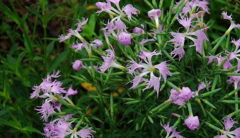  p>长萼瞿麦,别名:长萼石竹,长筒瞿麦,拉丁文名:dianthus longicalyx