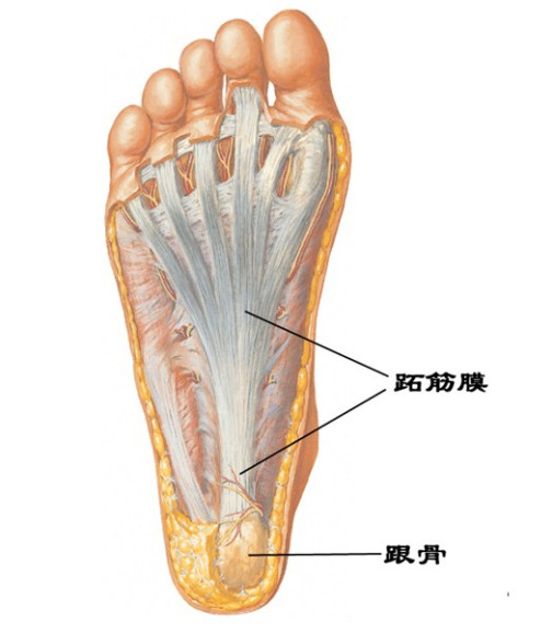 脚后跟（解剖位置）_百度百科