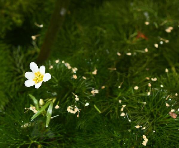  p>水盾草(学名: i>cabomba caroliniana /i> a.