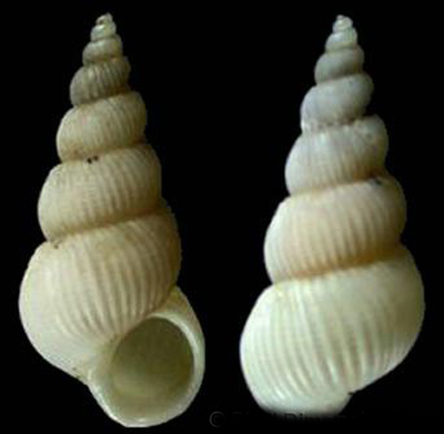 其英文名称出自荷兰语,意为"螺旋楼梯". /p>