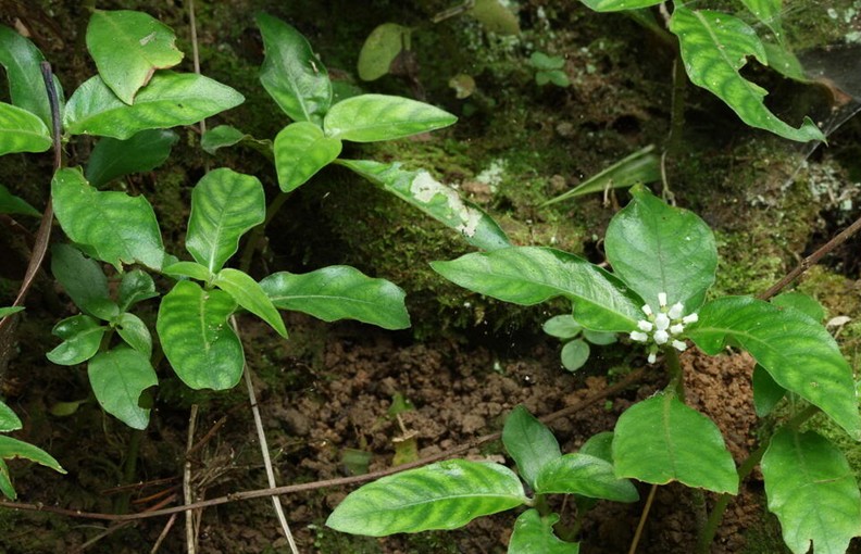  p>版纳蛇根草(学名: i>ophiorrhiza hispidula /i> wall. ex g.