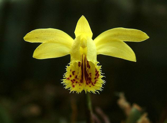  p>黄花独蒜兰(学名: i>pleione forrestii /i>  schltr.
