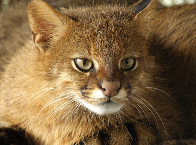  p>南美草原虎猫(学名: i>leopardus colocolo /i>):共有8个 a href="