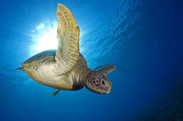海龟
