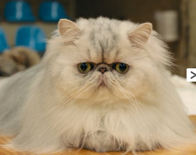  p> a> b>金吉拉 /b>猫 /a>, a href="#">英文 /a>名为chinchilla