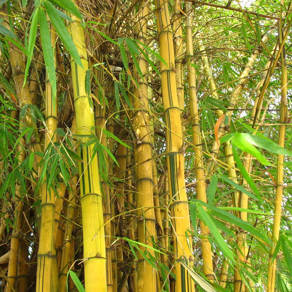  p>黄金间碧竹(学名: i>bambusa vulgaris  /i>schrader ex wendland