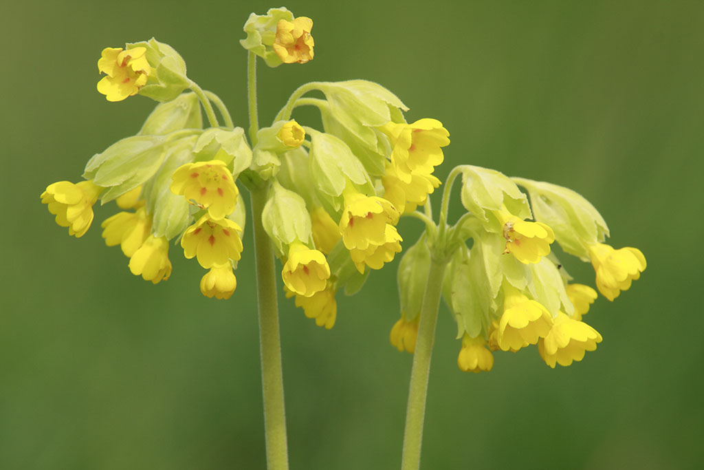 primula veris l.