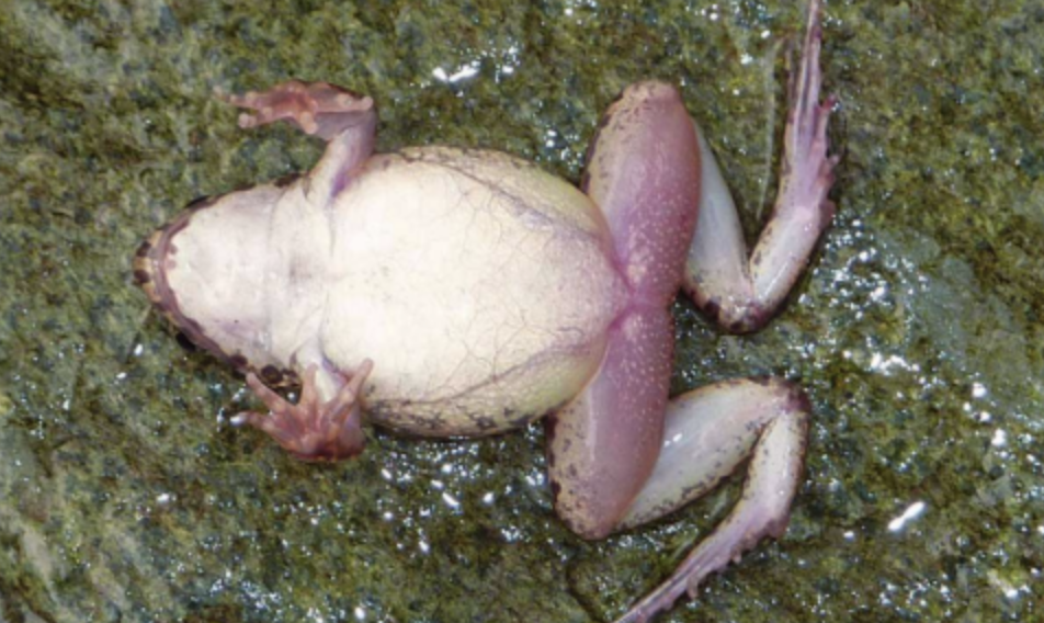  p>泽陆蛙(学名: i>fejervarya multistriata /i>)是叉舌蛙科,陆蛙属